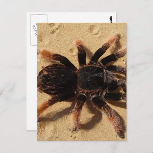 Tarantula-foto Briefkaart (Voorkant / Achterkant)
