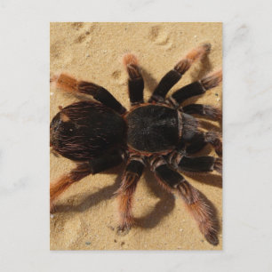 Tarantula-foto Briefkaart