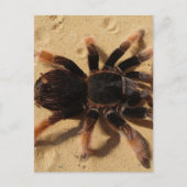 Tarantula-foto Briefkaart (Voorkant)