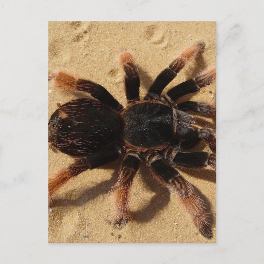 Tarantula-foto Briefkaart (Voorkant)