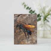 Tarantula Hawk Briefkaart (Staand voorkant)