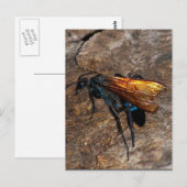 Tarantula Hawk Briefkaart (Voorkant / Achterkant)