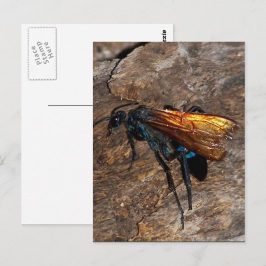 Tarantula Hawk Briefkaart (Voorkant / Achterkant)