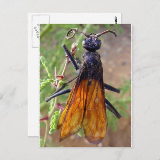 Tarantula Hawk Briefkaart (Voorkant / Achterkant)