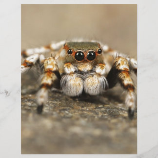 Tarantula Jumping Bird Spider geweldige accessoire