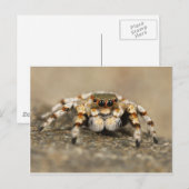 Tarantula Jumping Bird Spider geweldige accessoire Briefkaart (Voorkant / Achterkant)