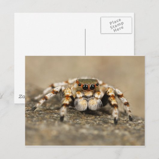 Tarantula Jumping Bird Spider geweldige accessoire Briefkaart (Voorkant / Achterkant)