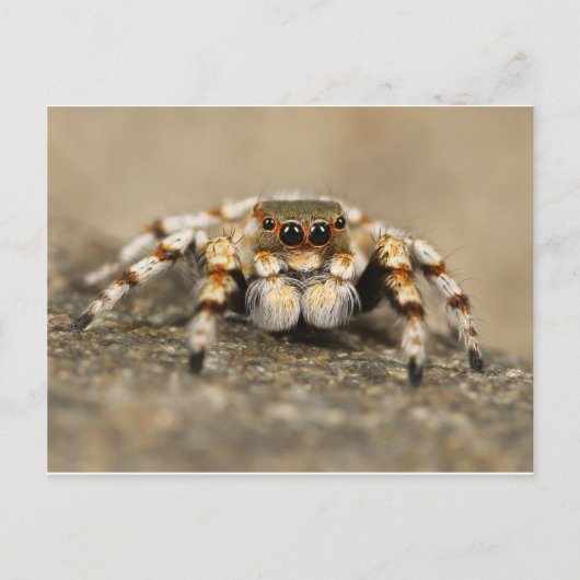 Tarantula Jumping Bird Spider geweldige accessoire Briefkaart (Voorkant)