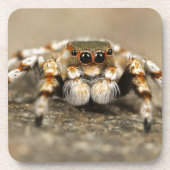 Tarantula Jumping Bird Spider geweldige accessoire Drankjes Onderzetter (Voorkant)