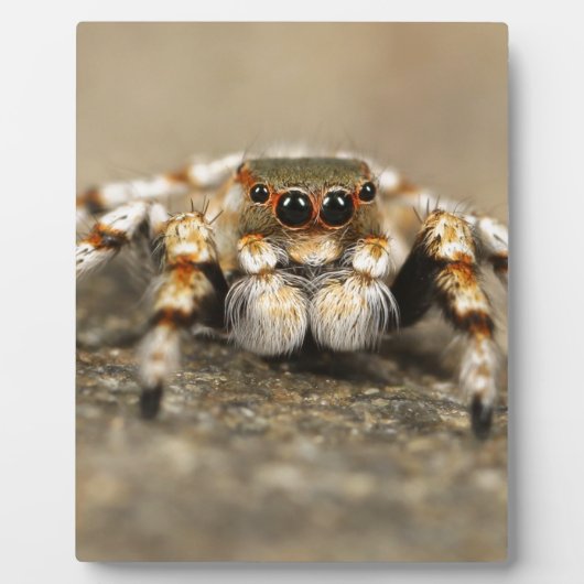 Tarantula Jumping Bird Spider geweldige accessoire Fotoplaat (Voorkant)