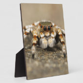 Tarantula Jumping Bird Spider geweldige accessoire Fotoplaat (Zijkant)