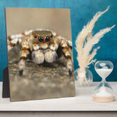 Tarantula Jumping Bird Spider geweldige accessoire Fotoplaat (Zijkant)