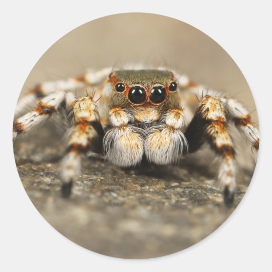 Tarantula Jumping Bird Spider geweldige accessoire Ronde Sticker (Voorkant)