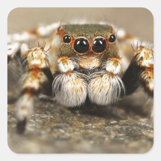 Tarantula Jumping Bird Spider geweldige accessoire Vierkante Sticker (Voorkant)