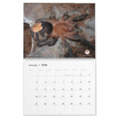 Tarantula-kalender voor 2018 kalender (Jan 2026)
