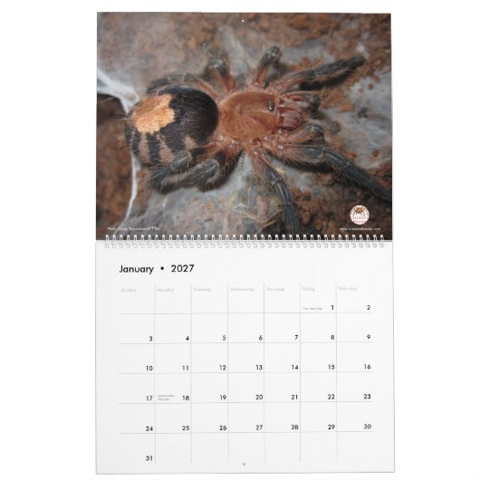Tarantula-kalender voor 2018 kalender (Jan 2027)