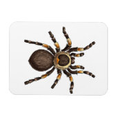 Tarantula Magneet (Horizontaal)