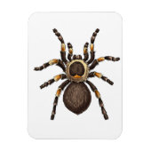 Tarantula Magneet (Verticaal)