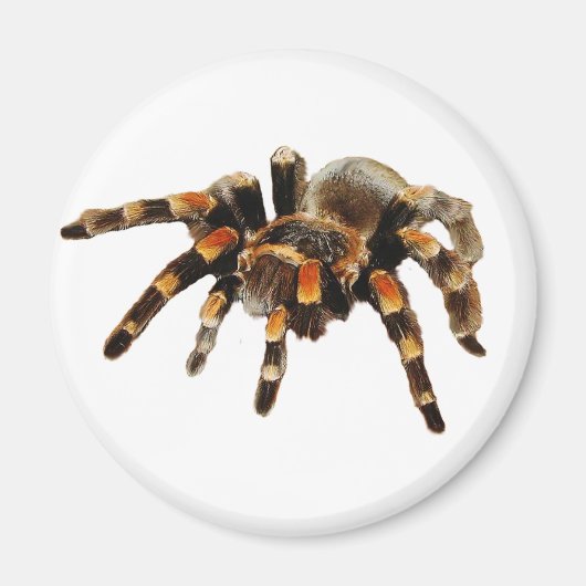 Tarantula Magneet (Voorkant)