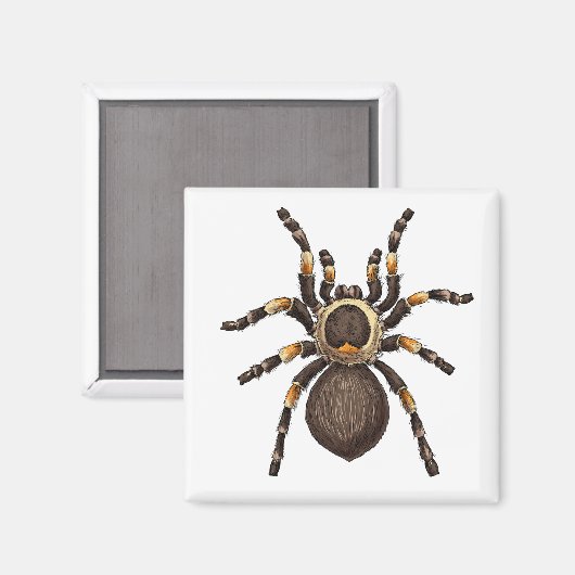 Tarantula Magneet (Voorkant / Achterkant)