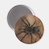 Tarantula Magnet (Voorkant / Achterkant)