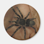 Tarantula Magnet (Voorkant)