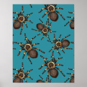 Tarantula op blauw poster (Voorkant)