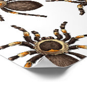 Tarantula op wit poster (Hoek)