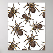 Tarantula op wit poster (Voorkant)