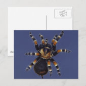 Tarantula Portrait Briefkaart (Voorkant / Achterkant)