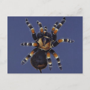 Tarantula Portrait Briefkaart