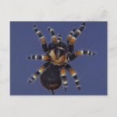 Tarantula Portrait Briefkaart (Voorkant)