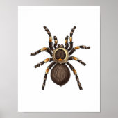 Tarantula Poster (Voorkant)