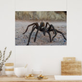 Tarantula sluit af poster (Keuken)