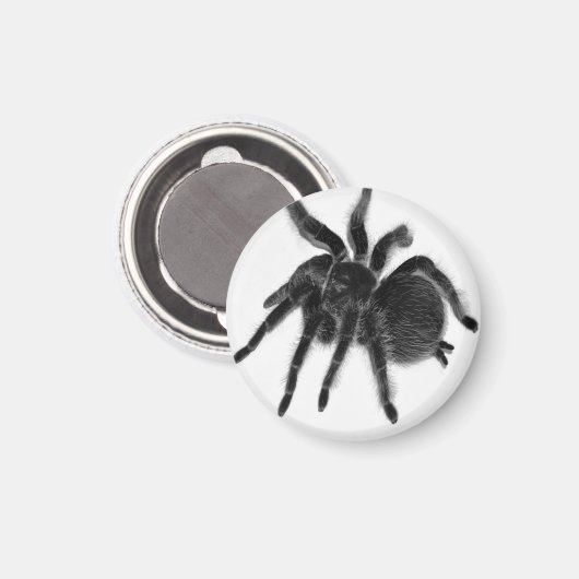 Tarantula Spider Black White Magnet (Voorkant / Achterkant)