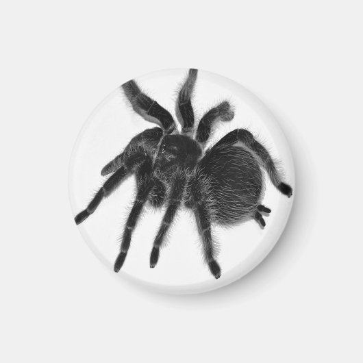 Tarantula Spider Black White Magnet (Voorkant)