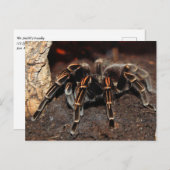 Tarantula Spider, gestreept Briefkaart (Voorkant / Achterkant)