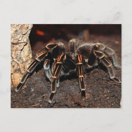 Tarantula Spider, gestreept Briefkaart (Voorkant)