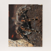Tarantula Spider, gestreept Legpuzzel (Verticaal)