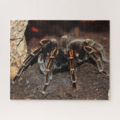 Tarantula Spider, gestreept Legpuzzel (Horizontaal)