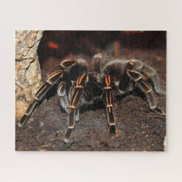 Tarantula Spider, gestreept Legpuzzel