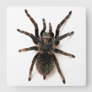 Tarantula Spider Wall klok