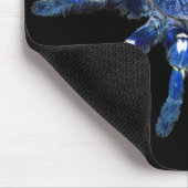 Tarantula spin, arachnid, grote blauwe spin/zwart muismat (Hoek)