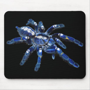 Tarantula spin, arachnid, grote blauwe spin/zwart muismat