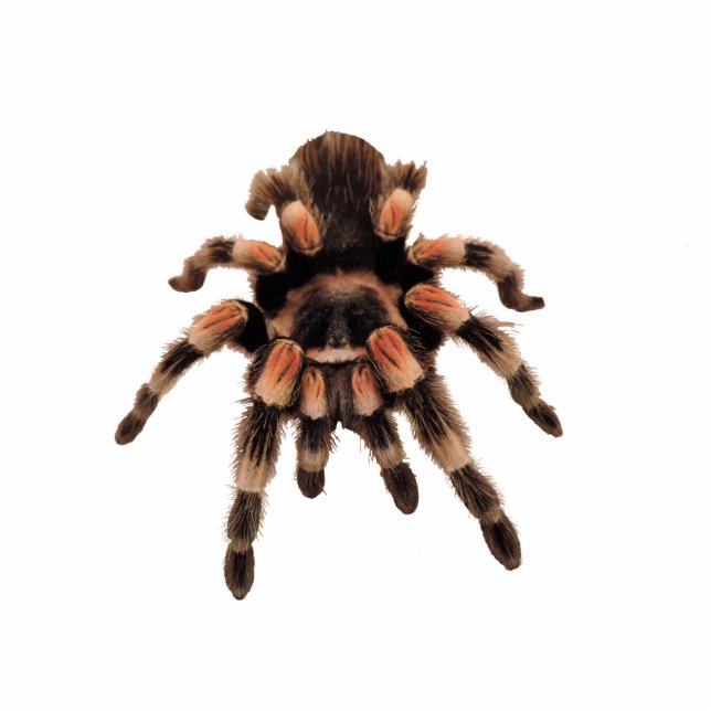 Tarantula spin fotobeeldje ornament (Voorkant)