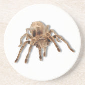 Tarantula spin zandsteen onderzetter (Voorkant)