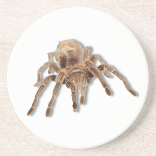 Tarantula spin zandsteen onderzetter