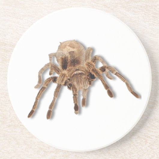 Tarantula spin zandsteen onderzetter (Voorkant)