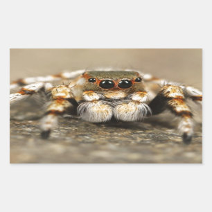 Tarantula Springende Vogelspin awesome accessoires Rechthoekige Sticker