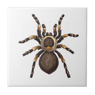 Tarantula Tegeltje